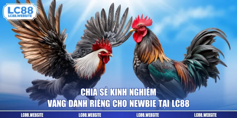 Chia sẻ kinh nghiệm vàng dành riêng cho newbie tại LC88